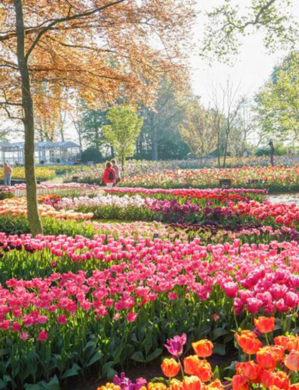 Keukenhof